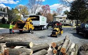 How Our Tree Care Process Works  in Conway, AR