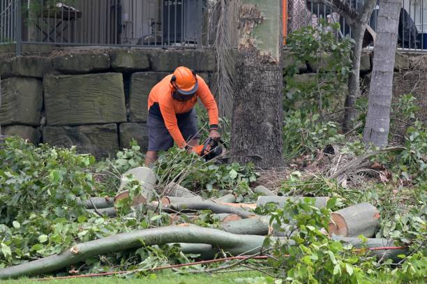 Conway, AR Tree Services Company